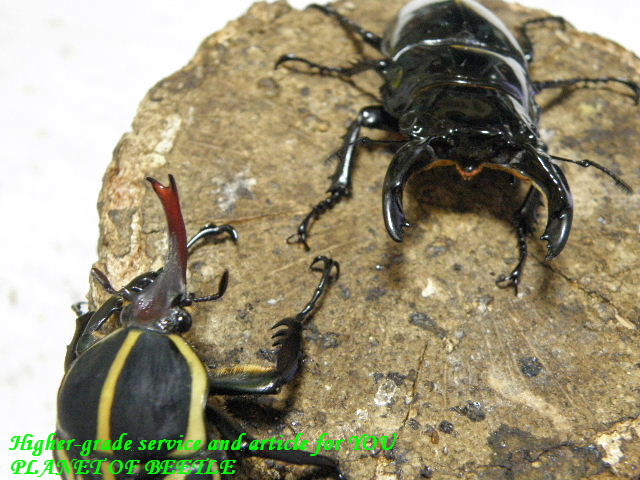 〇Ediki Mbonge産レギウス＼(^o^)／