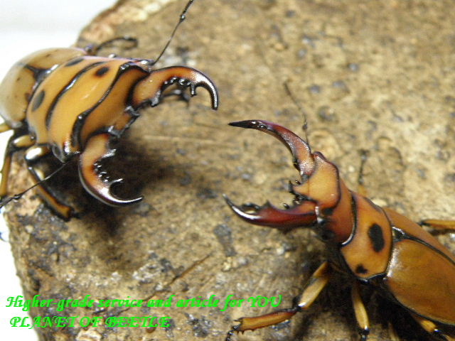 〇サービスペアも在庫有り＼(^o^)／