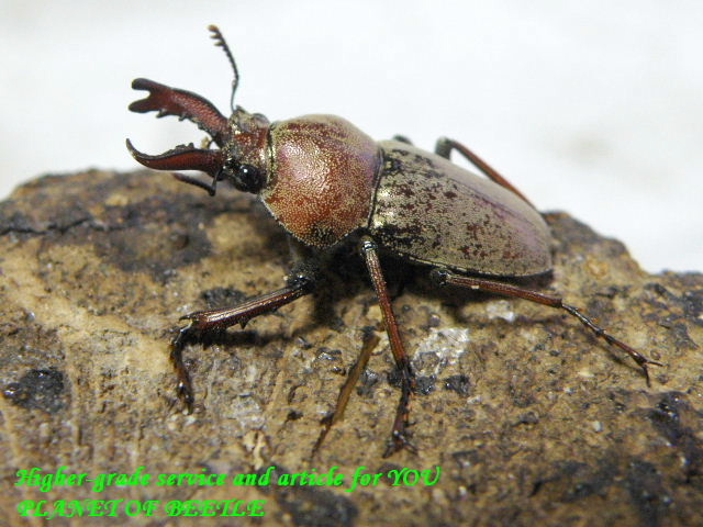 〇ハイイロ画像＼(^o^)／