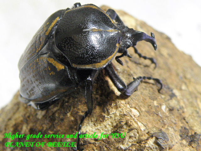 〇イカリツノも＼(^o^)／