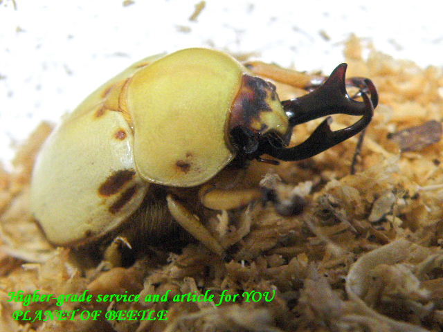 〇本日最終日！X'mas Promium＼(^o^)／