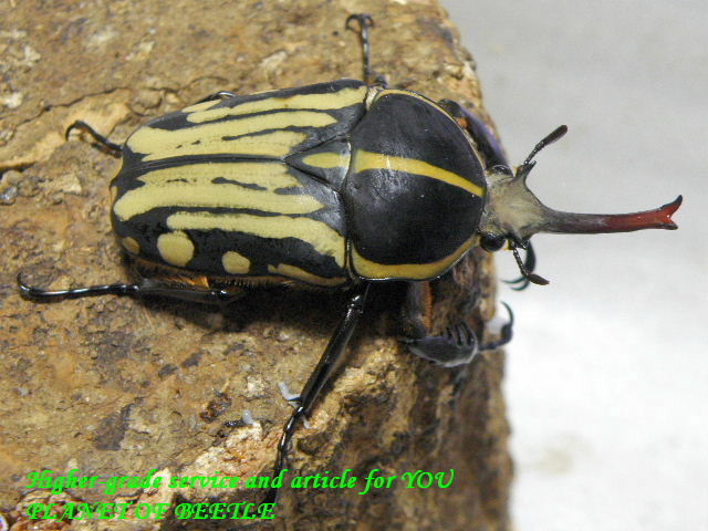 〇引き続き31日まではポイント5倍＼(^o^)／