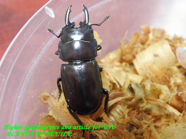 〇明けましておめでとうございます＼(^o^)／