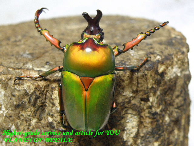 〇9日のお年玉タイムサービス＼(^o^)／