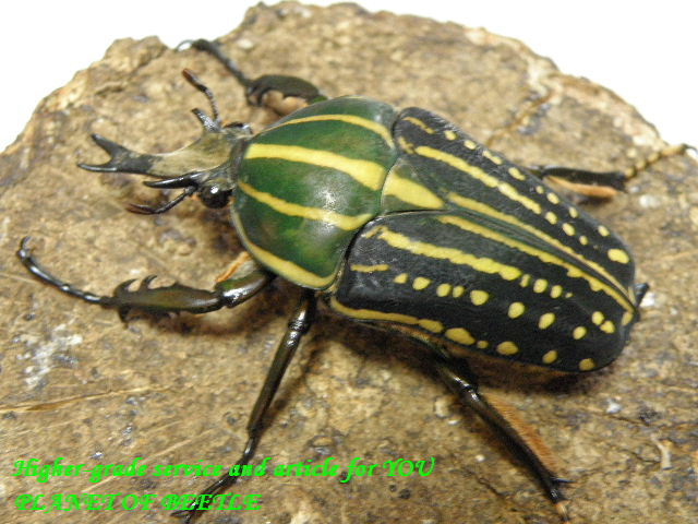 〇ミイロツノカナブン＼(^o^)／