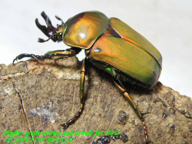 〇ドミトリエヴィ＼(^o^)／