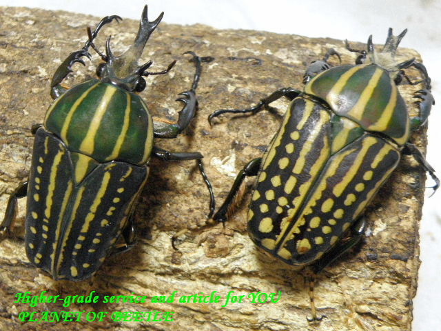 〇送料無料クーポン進呈中＼(^o^)／