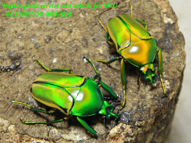 〇カナブン♂単品＼(^o^)／