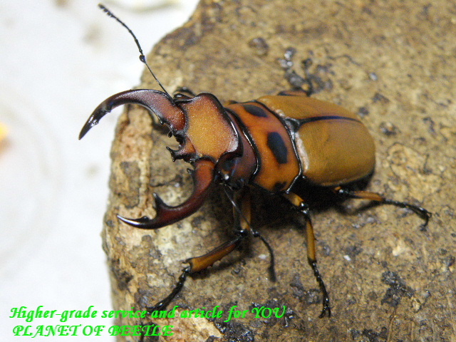 〇節分の日限定クーポン＼(^o^)／