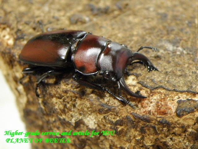 〇お買い得ファベールを出品中＼(^o^)／