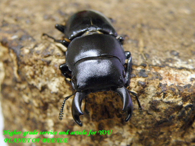 ○13日～16日まではSummer Premium開催＼(^o^)／