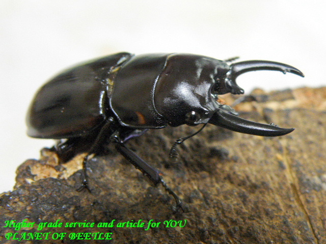 〇お買い得品出品＋Summer Premium＼(^o^)／