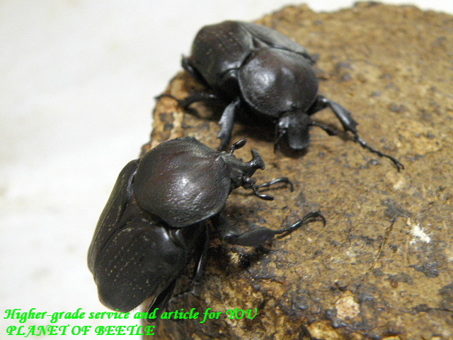 〇カショウスキィウェルナー＋Summer Premium＼(^o^)／