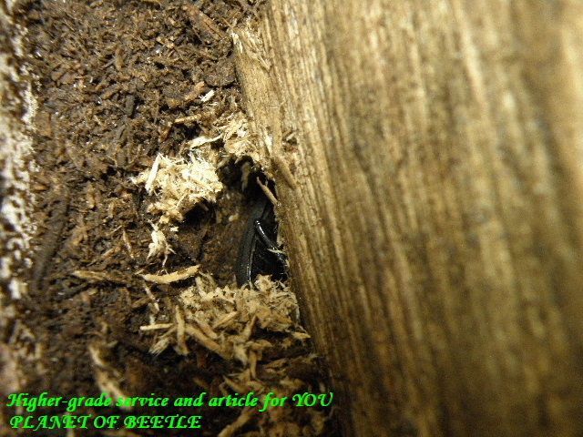 〇ビキヌスブリード考察2＋α＼(^o^)／