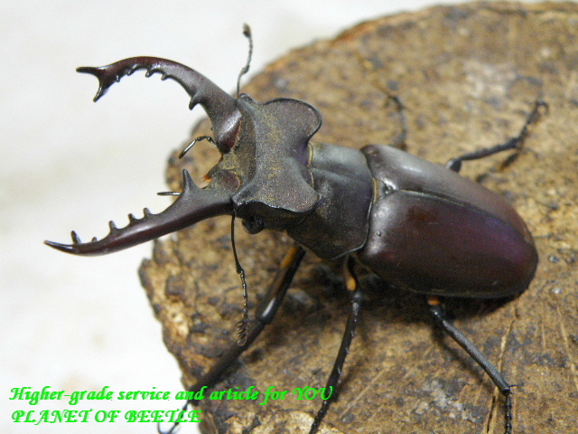 〇お得なディボウスキィサービス品＼(^o^)／