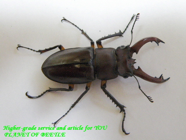 〇タイワンミヤマ特価スタート＼(^o^)／