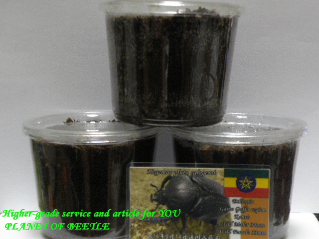 〇プルトカロゲロ幼虫セット＼(^o^)／