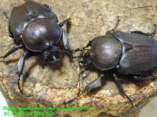 〇週末は生体各種30%オフに＼(^o^)／