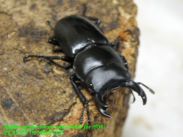 〇31日のみの限定プライス＼(^o^)／