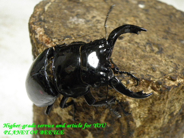 〇レギウス♂単品を値下げしました＼(^o^)／