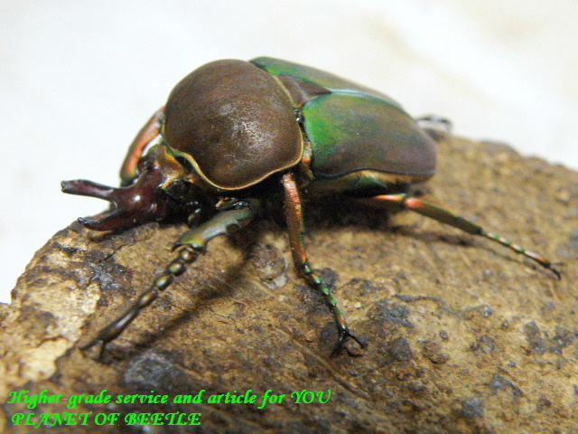 〇ペアリング済み＋週末は送料無料クーポン＼(^o^)／