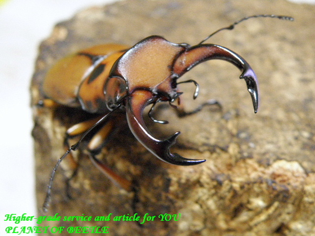 〇グラディアトールを送料込みで＼(^o^)／