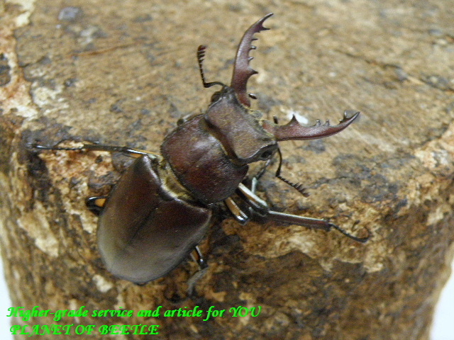 〇ディボウスキィミヤマを格安スタート＼(^o^)／