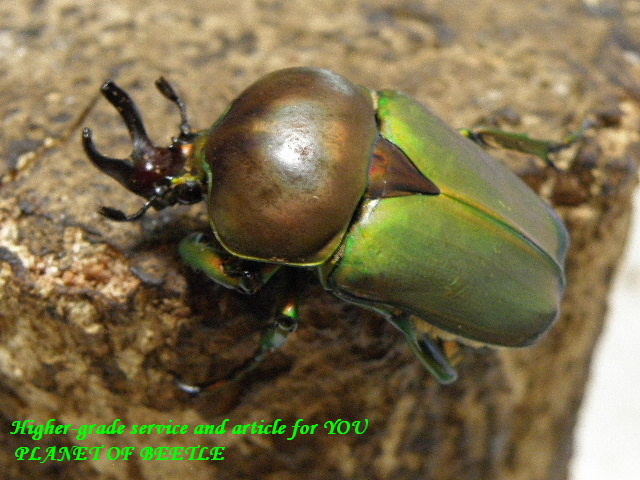 〇今ならカショウスキィウェルナー♂付きで＼(^o^)／