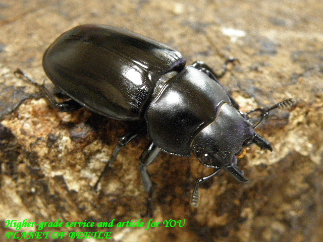 〇ポイント5倍など最終日＼(^o^)／