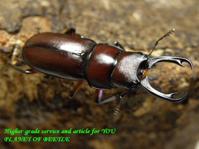 〇ウスバクワガタ＼(^o^)／