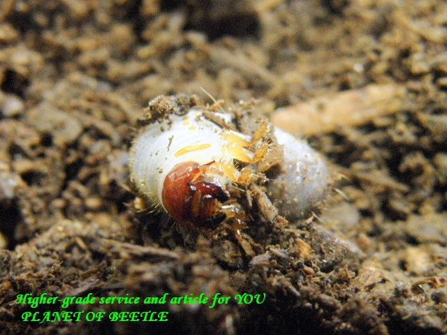 〇プルトカロゲロF1幼虫を1頭増量中＼(^o^)／