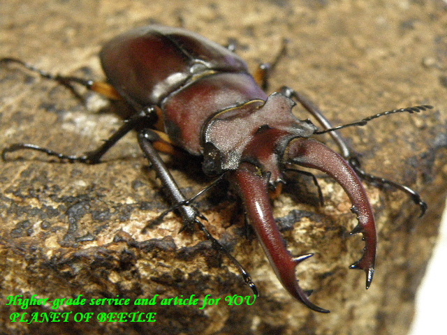 〇お買い得スタート品など＼(^o^)／