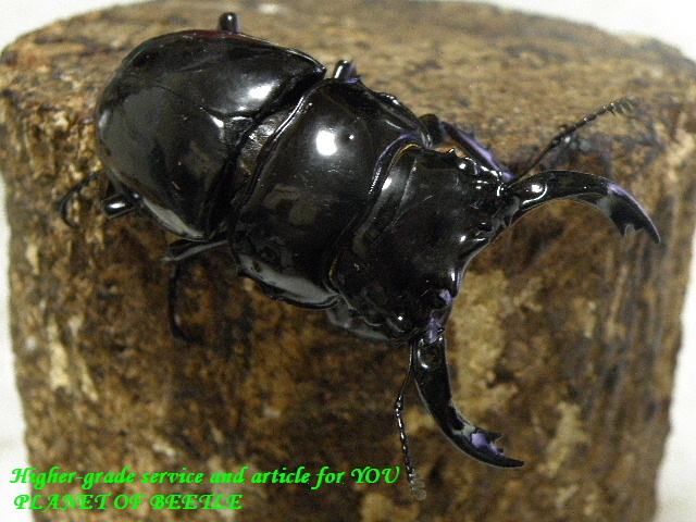 〇19日23:59までですよ＼(^o^)／