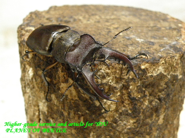 〇お買い得ディボウスキィ＼(^o^)／