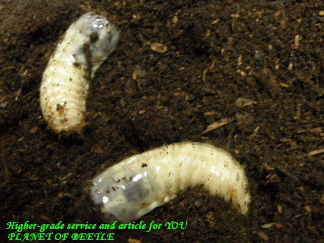 〇ドミトリエヴィF1幼虫ペア＼(^o^)／