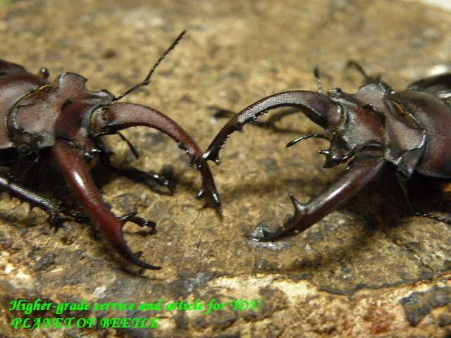 〇限定特価は本日最終日＼(^o^)／