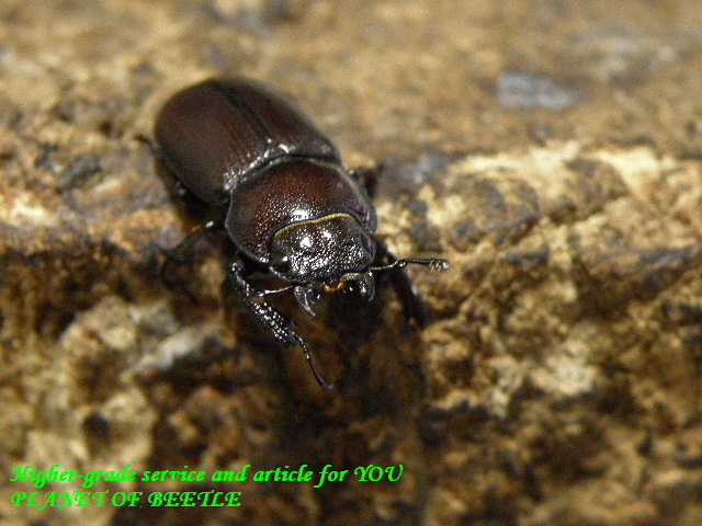 〇アドゥンクスとボレル＼(^o^)／