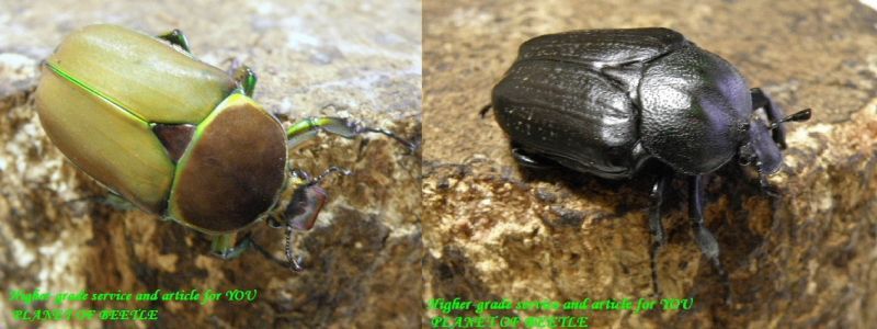 〇カショウスキィとプルトをセットで＼(^o^)／