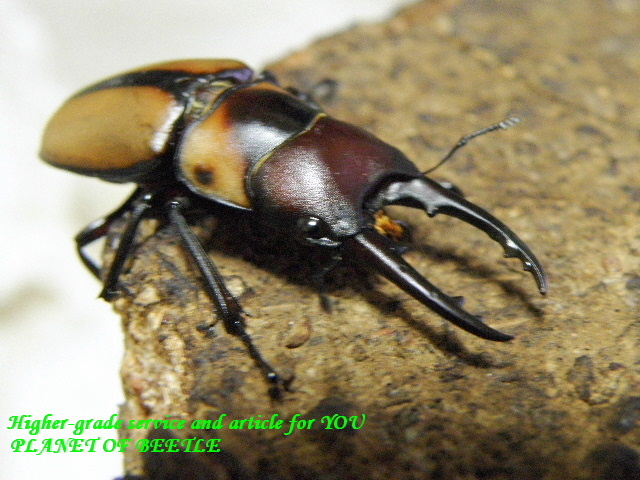 〇ユーグエスノコギリブリード考察＼(^o^)／