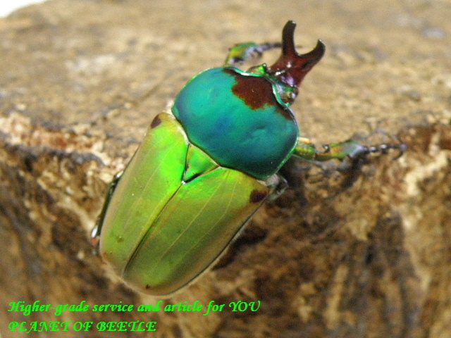 〇お買い得品＋週末はポイント5倍に＼(^o^)／