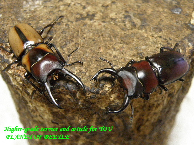 〇ポイント5倍最終日＼(^o^)／