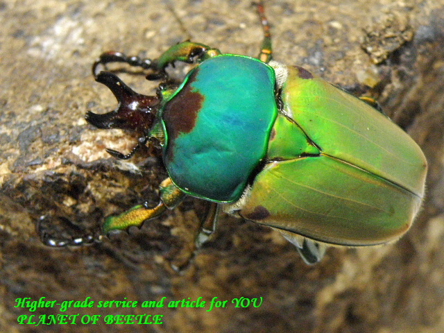 〇ドミトリエヴィ3齢幼虫F1ペア＼(^o^)／