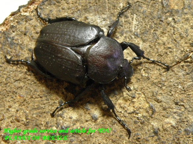 〇セット販売は本日まで＼(^o^)／