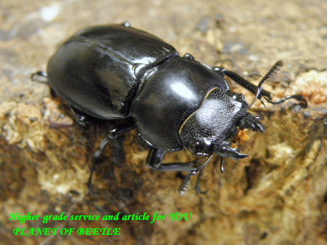 〇アドゥンクス♀単品＼(^o^)／