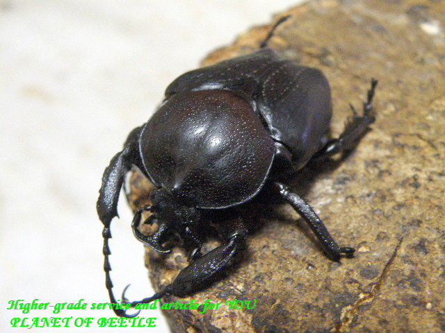 〇週末はポイント5倍＋お買い得品＼(^o^)／