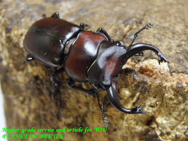 〇ポイント5倍は23日23：59まで＼(^o^)／