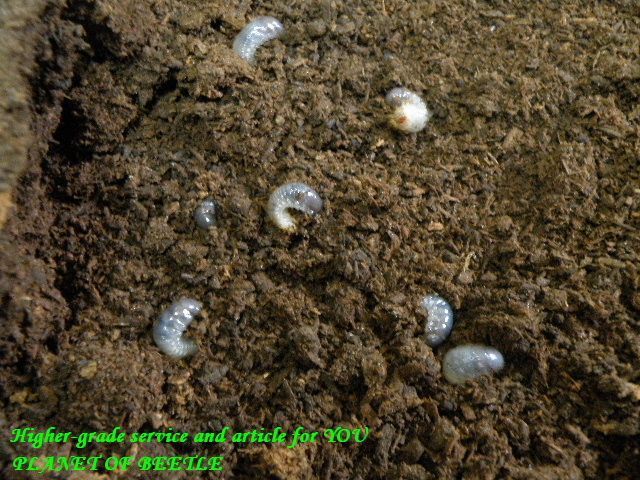 〇テルシテスの幼虫を掲載しました＼(^o^)／