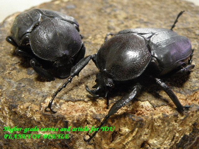 〇マット付き！プルトカロゲロのサービスペア掲載＼(^o^)／