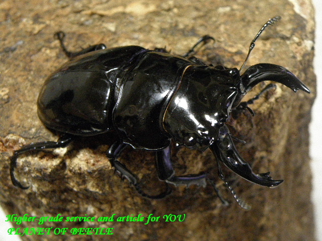 〇レギウス♂単品＼(^o^)／