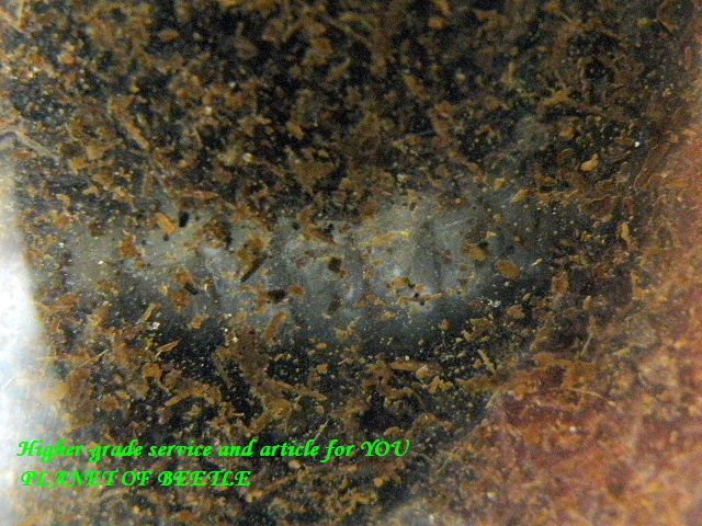 〇月末までプルトカロゲロ幼虫1頭増量＼(^o^)／